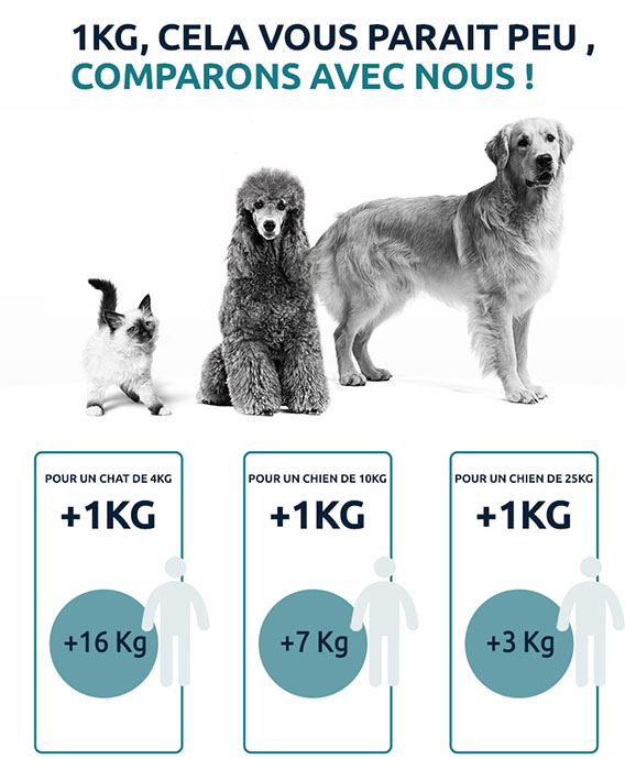 Déterminer la note d'état corporel (BCS) de votre chien | Vetostore