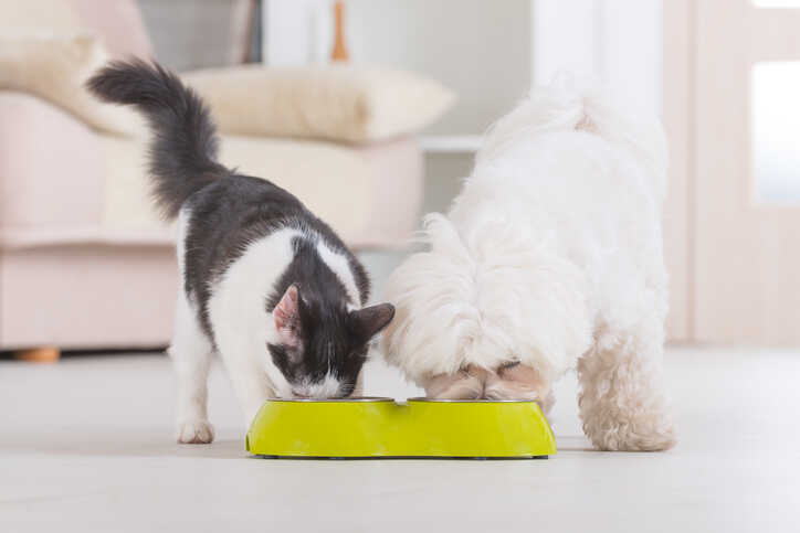 Kwalitatieve voeding voor hond en kat met biologische ingrediënten.