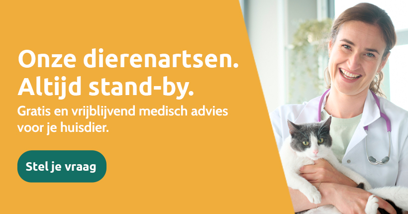 Royal Canin Ragdoll 2kg -Royal Honden Aanbiedingen Winkel dierenartsvraag 1