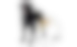 Prospera Plus Light - Hondenvoer - 15 Kg 2 Prospera Plus Light - Hondenvoer - 15 Kg -Dierbenodigdheden Verkoop light ico