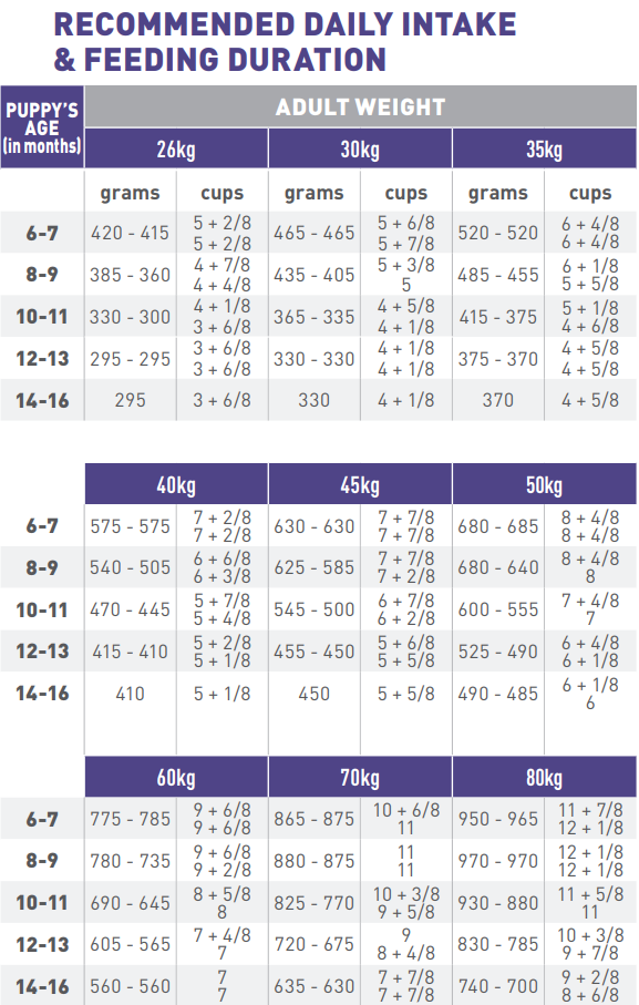 neutered junior large dog