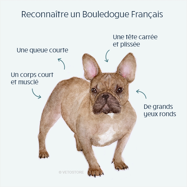 Croquettes pour Bouledogue Français - Conseil pour l'alimentation chien Bouledogue