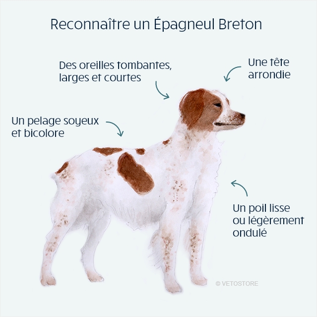 Epagneul Breton  Caractère, alimentation, santé & prix