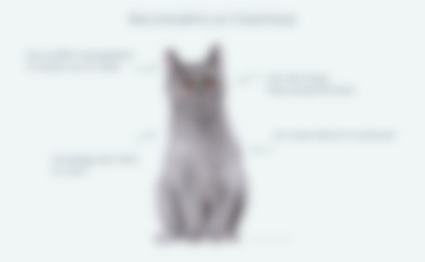 Croquettes Pour Chartreux Conseil Pour L Alimentation De Votre Chat Chartreux Croquettes Pour Chartreux Conseil Pour L Alimentation De Votre Chat Chartreux