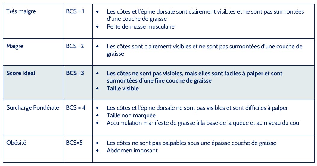 Déterminer la note d'état corporel (BCS) de votre chien | Vetostore
