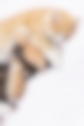 Gestation Du Chat Quels Sont Les Signes D Une Grossesse Chez La Chatte Vetostore Gestation Du Chat Quels Sont Les Signes D Une Grossesse Chez La Chatte Vetostore