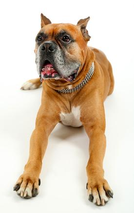 Insuffisance Renale Du Chien Comment Reconnaitre Une Insuffisance Renale Aigue Chez Un Chien Vetostore