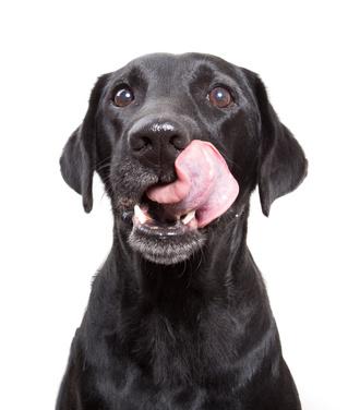 Pourquoi Mon Chien Se Lèche-T-Il Tout Le Temps ? - Nos Conseils Vétérinaires