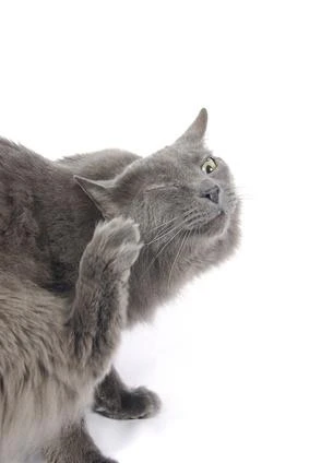 Collier Antipuces Pour Chat Comment Choisir Un Collier Antipuces Pour Chat Vetostore