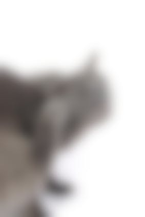 Puces Dans La Maison Comment Se Debarrasser Des Puces Dans La Maison Vetostore Puces Dans La Maison Comment Se Debarrasser Des Puces Dans La Maison Vetostore