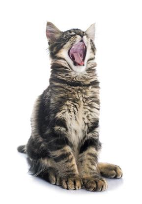 Maladie Parodontale Du Chat Comment Entretenir La Bouche De Votre Chat Vetostore