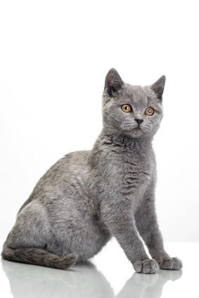 Problemes De Reins Chez Le Chat Comment Traiter L Insuffisance Renale Chronique Vetostore