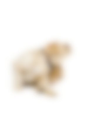 Les Puces Du Chien Comment Traiter Votre Chien Contre Les Puces Vetostore Les Puces Du Chien Comment Traiter Votre Chien Contre Les Puces Vetostore