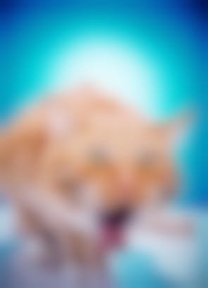 Chat Qui Vomit Comment Soulager Un Chat Qui Vomit Vetostore Chat Qui Vomit Comment Soulager Un Chat Qui Vomit Vetostore