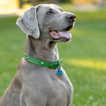 bruine hond met groene halsband in de tuin