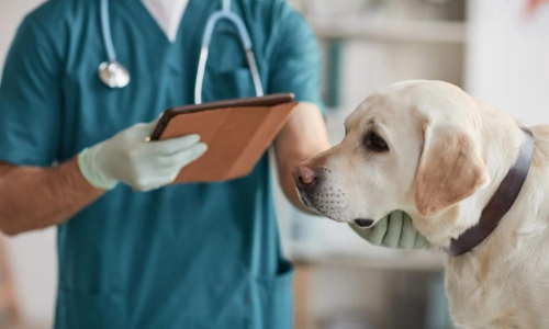 Honden