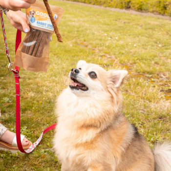 Beloon je hond tijdens wandelingen