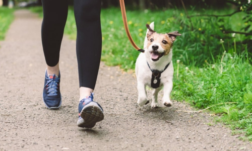 Hond op wandel met leiband