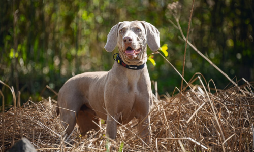 Loslopende hond tijdens wandeling