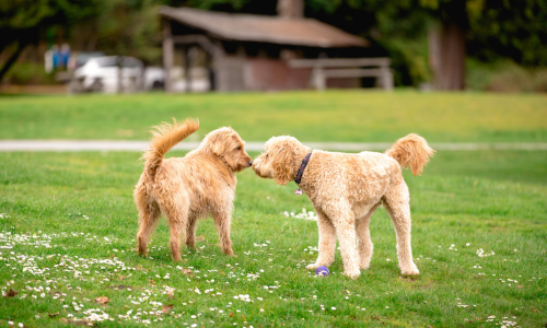 Snuffelende honden tijdens wandeling