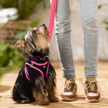 Hond aan leiband tijdens wandeling