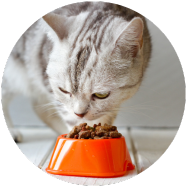 Croquettes adaptées aux besoins énergétiques