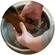 Protéger les pattes en période humide