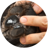 Utiliser un baume ou une pommade pour protéger les coussinets