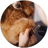 Tondre les poils entre les coussinets permets d'éviter l'installation de bactérie