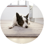 protéger son chien des courants d'air