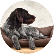 panier adapté à la taille de mon chien