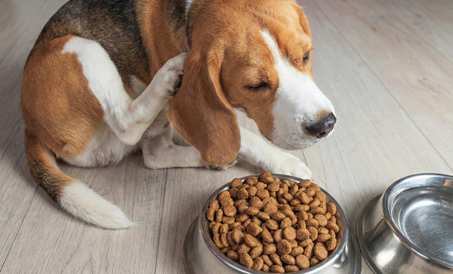 Blogs om allergie&euml;n bij honden te herkennen