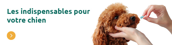 Debut du printemps chien