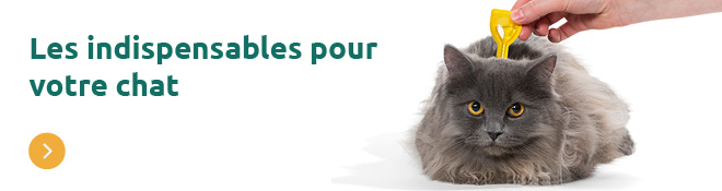 Debut du printemps chat
