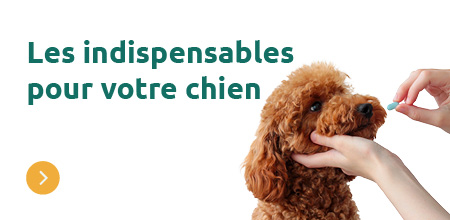 Debut du printemps chien