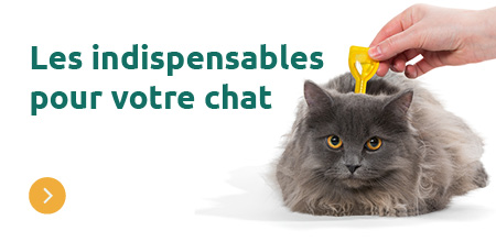 Debut du printemps chat