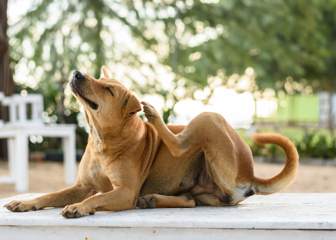 Heeft mijn hond last van gewrichtspijn?