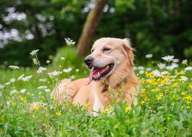 Advies tandverzorging bij honden