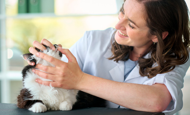 Advies tandverzorging bij honden