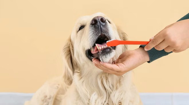 Advies tandverzorging bij honden
