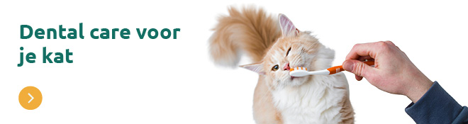 Tandverzorging kat