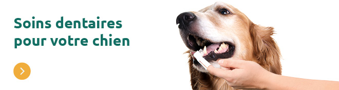 Soins dentaires pour chien