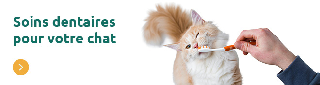 Soins dentaires pour chat