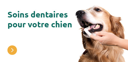 Soins dentaires pour chien