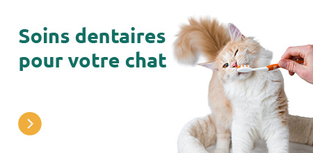 Soins dentaires pour chat