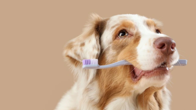 Advies tandverzorging bij honden