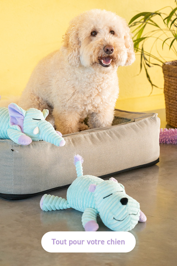 Tout pour votre chien