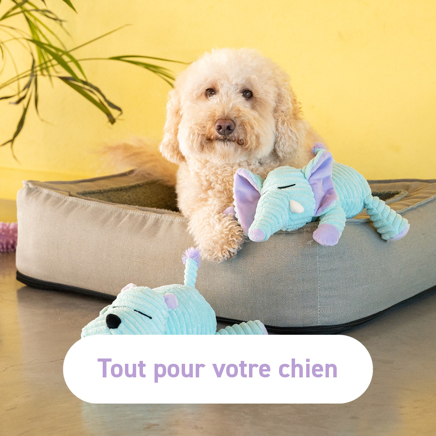 Tout pour votre chien