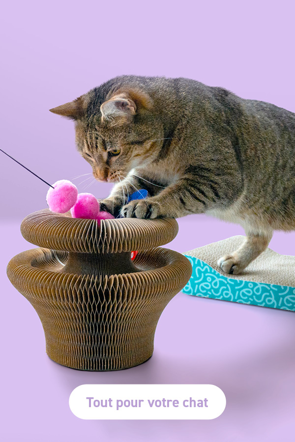 Tout pour votre chat