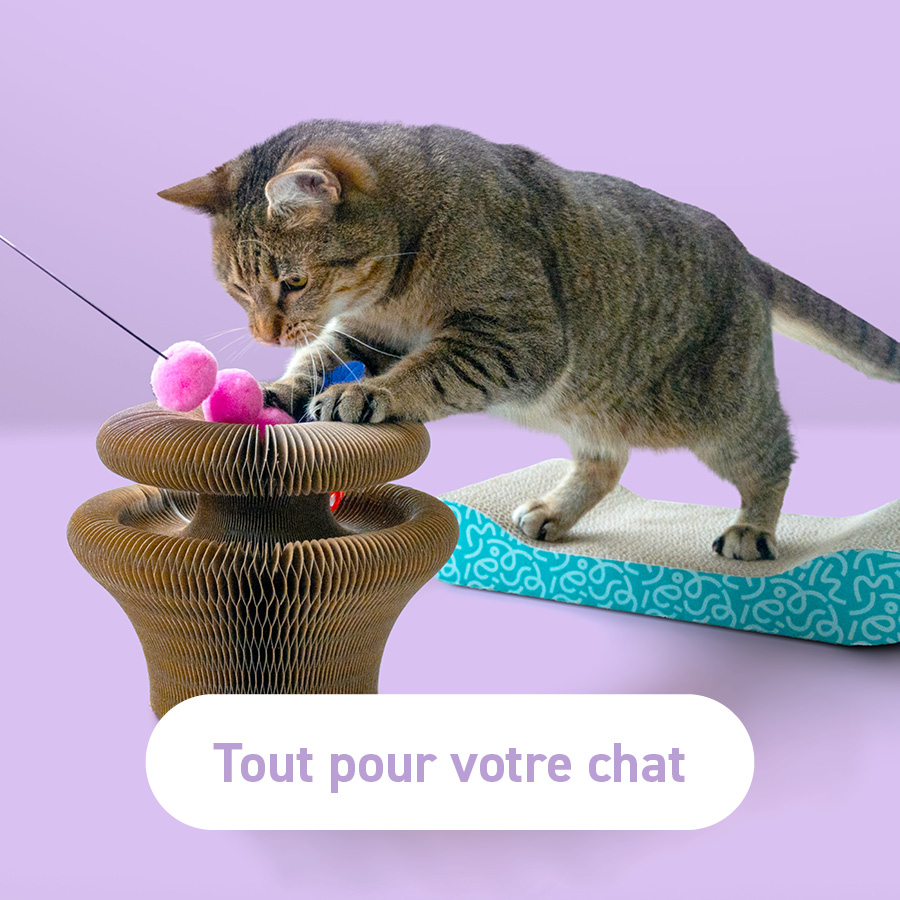 Tout pour votre chat